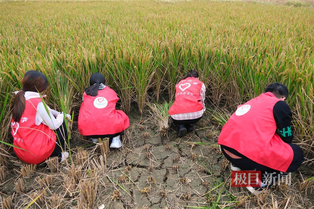 员工正在稻田里 通讯员柯贤翼 摄.JPG